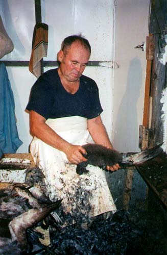 Plucking a chick