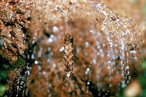 Glow-worm pupa