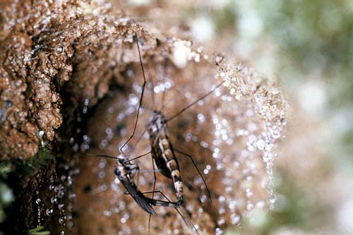 Adult glow-worm flies mating