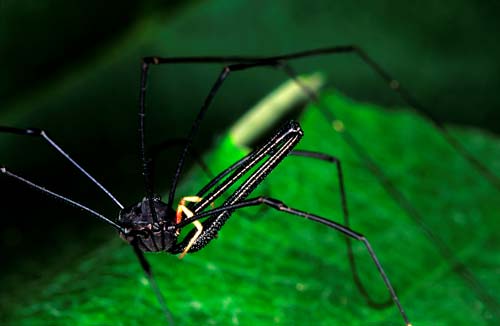 Harvestman