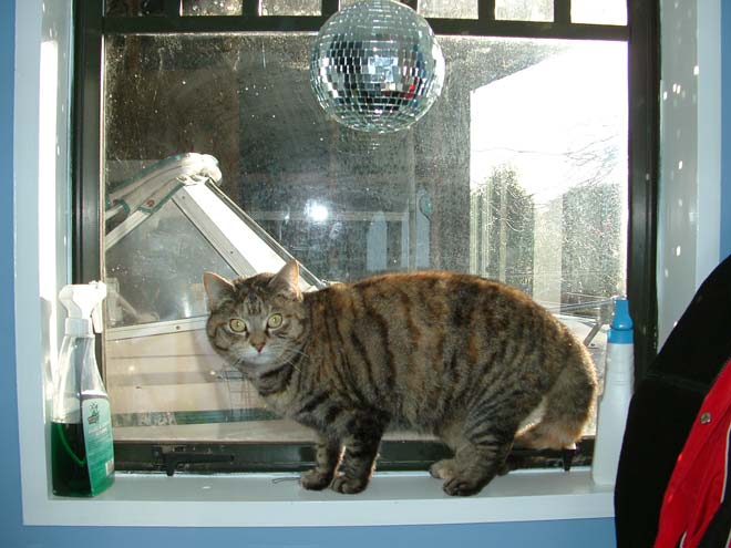 A frightened cat sitting on a windowsill.