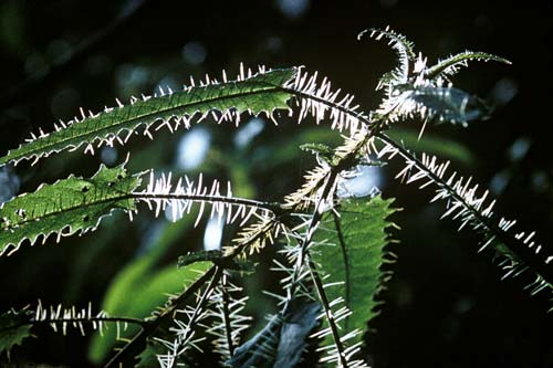 Stinging hairs of ongaonga
