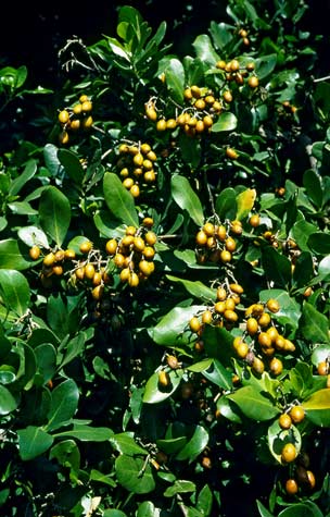 Karaka foliage and berries