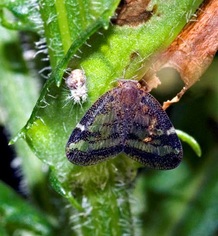 Passion vine hoppers