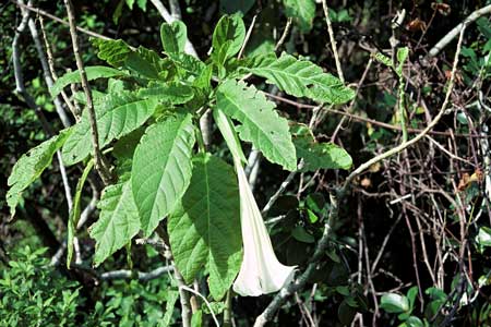 Datura