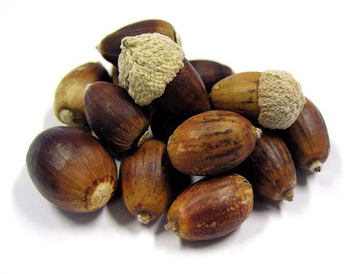 Acorns