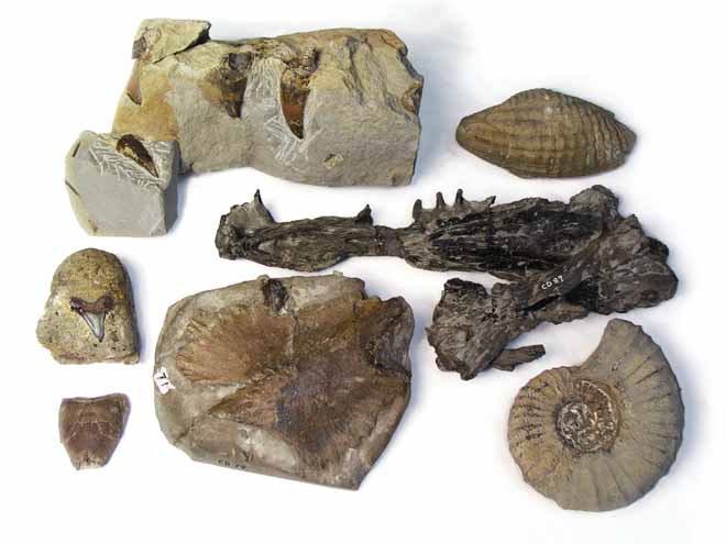 Cretaceous fossils 