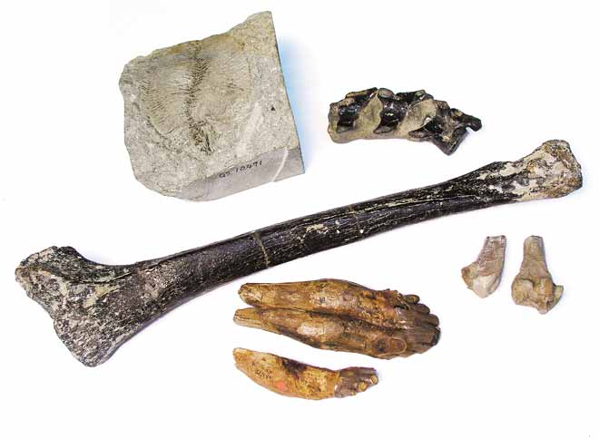 Cenozoic vertebrates 