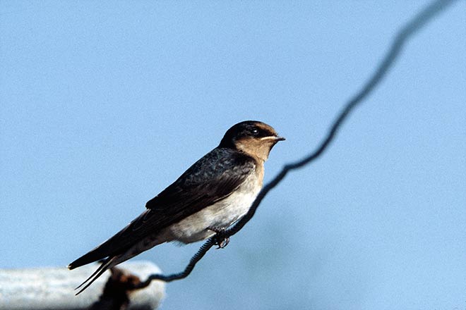 Welcome swallow