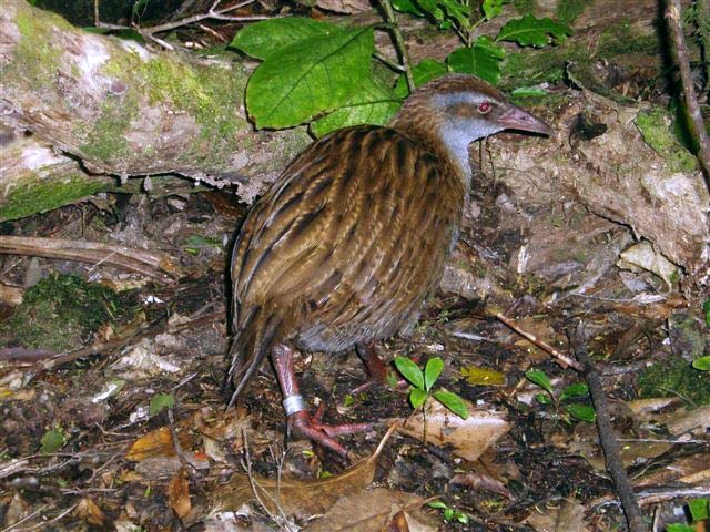 Weka, Kāpiti Island