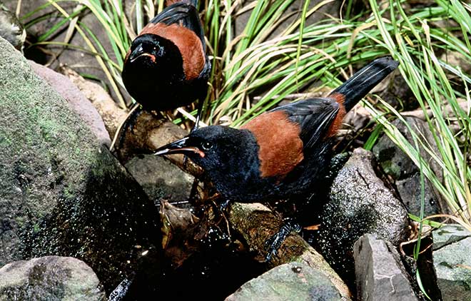 North Island saddlebacks