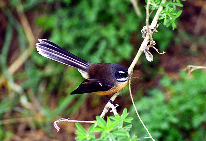 Fantail