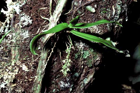 Epiphytic orchid