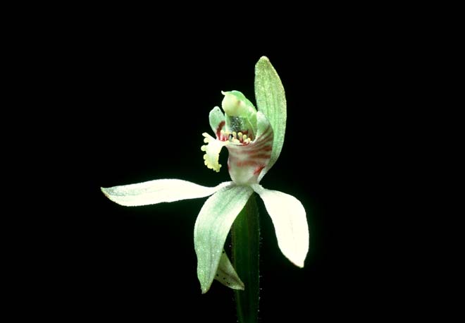 Orchid flower parts
