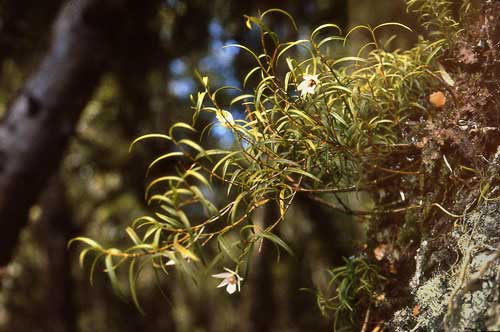Winika orchid 