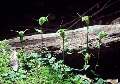 Greenhood orchid