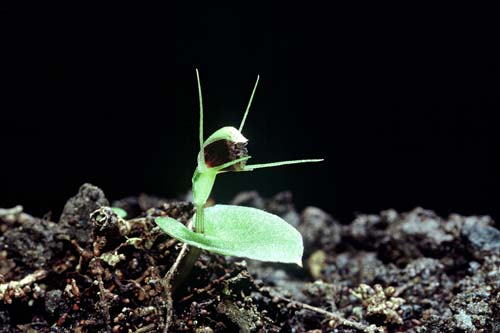 Spider orchid