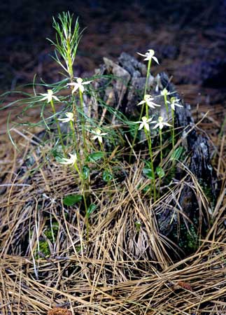 <em>Adenochilus gracilis</em>