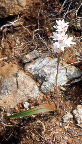 Sun orchid
