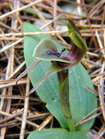 Vagrant orchid