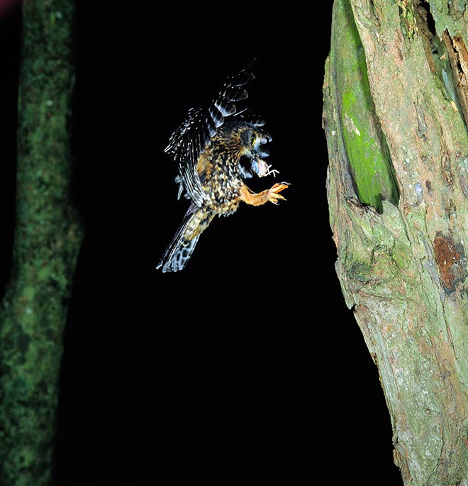 Morepork and prey