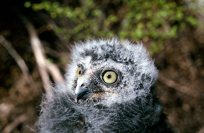 Morepork chick