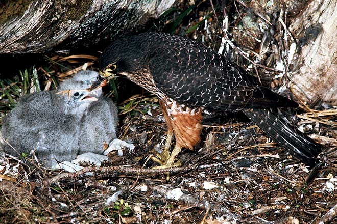 Falcon and chicks