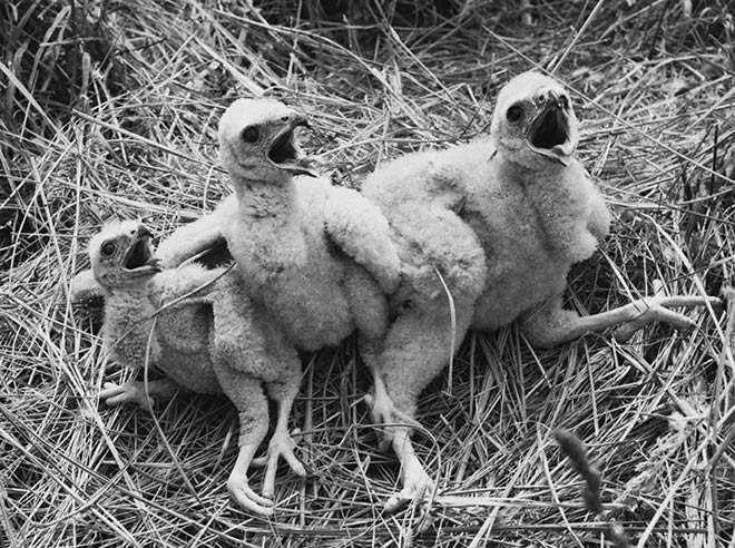 Harrier chicks