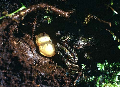 Male native frog brooding eggs