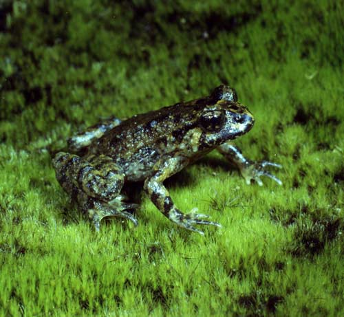 Hochstetter’s frog
