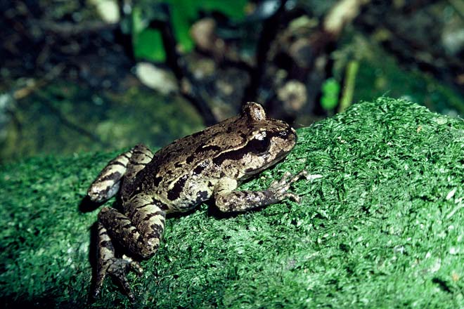 Maud Island frog