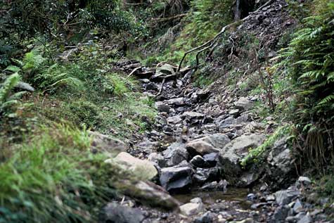 Habitat of Hochstetter's frog 