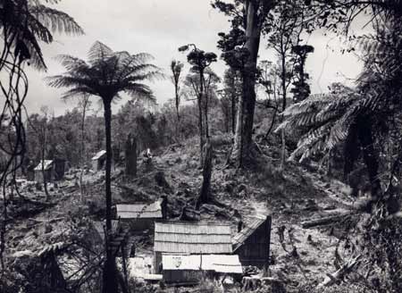 Shanties near Pūhoi 