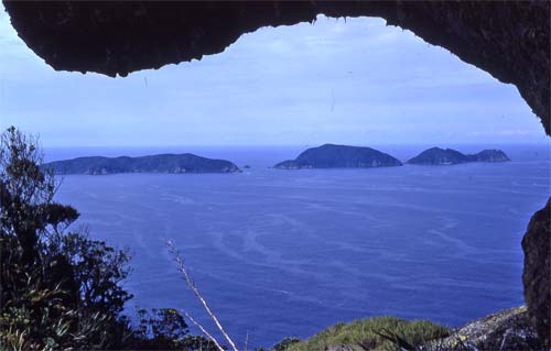 Chicken Island 
