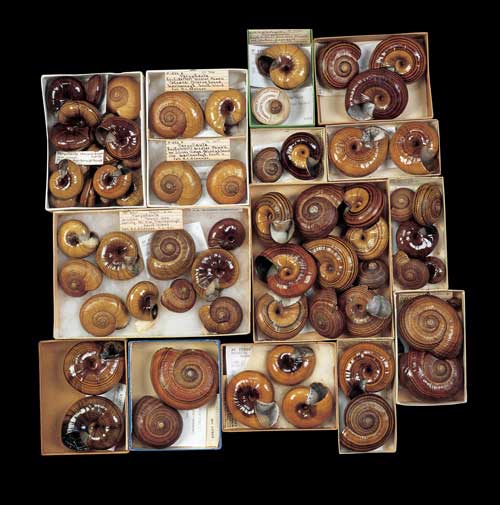 Giant land snails