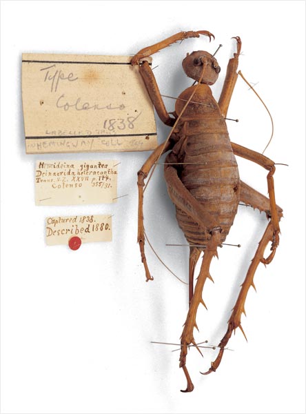 Giant wētā