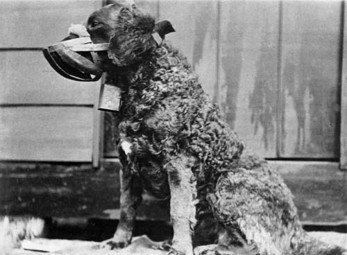 Lassie the bird dog