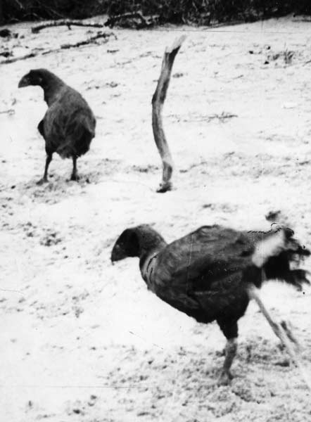 Tethered takahē 