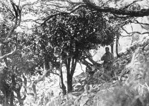 New Zealand’s rarest tree 