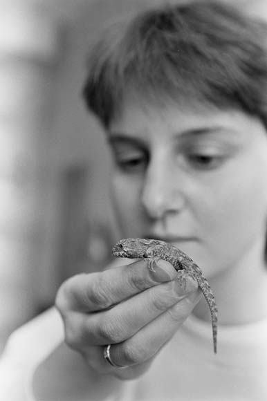 Tuatara 