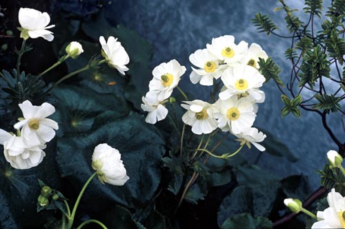 Mt Cook lily 