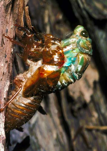 Adult emerging