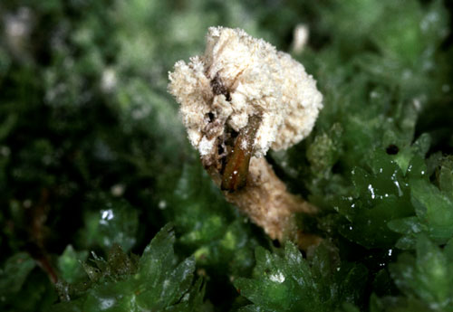 Lethal fungus 