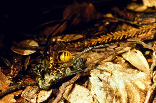 Wasp attacking a cicada 