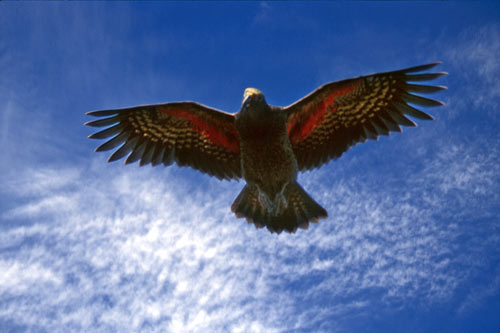 Cheeky kea