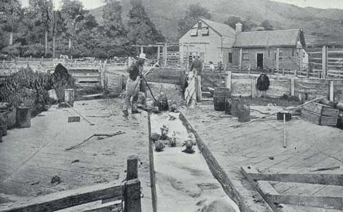 Dipping at Ōrari Gorge station