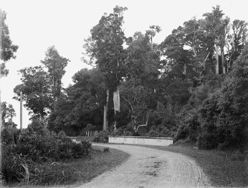 Peel Forest