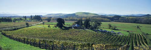 Ōpihi vineyard