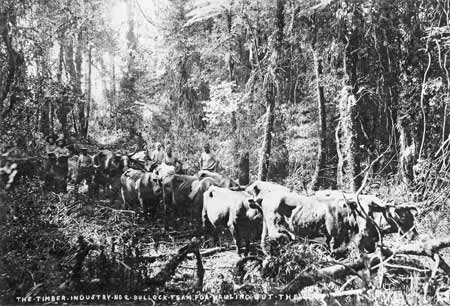Mr Drozdonski’s bullock team