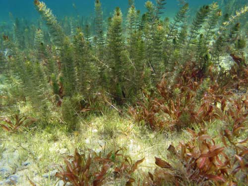 Weed in Lake Tūtira